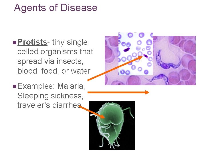 Agents of Disease n Protists- tiny single celled organisms that spread via insects, blood,