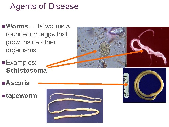 Agents of Disease n Worms-- flatworms & roundworm eggs that grow inside other organisms