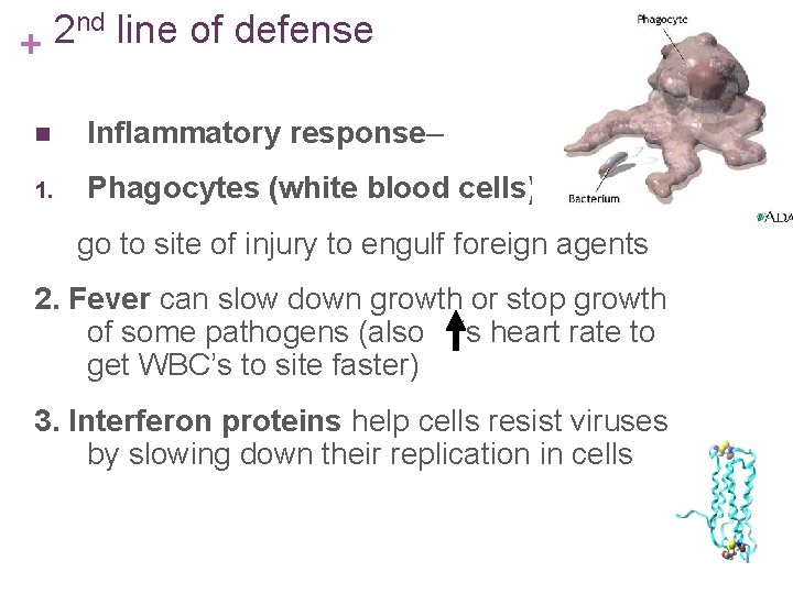 nd line of defense 2 + n Inflammatory response– 1. Phagocytes (white blood cells)