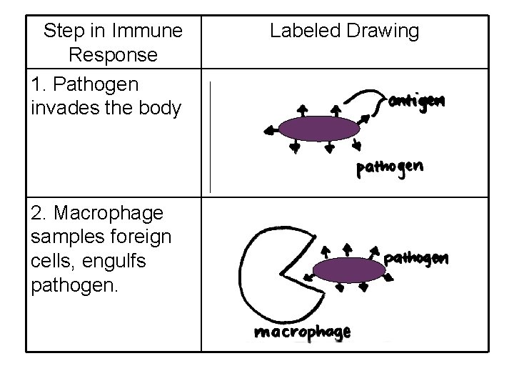 Step in Immune Response 1. Pathogen invades the body 2. Macrophage samples foreign cells,