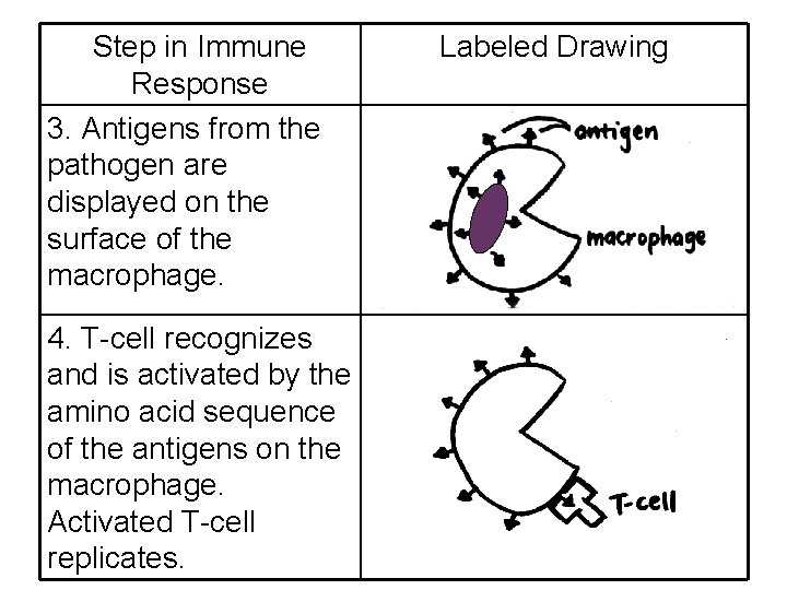 Step in Immune Response 3. Antigens from the pathogen are displayed on the surface