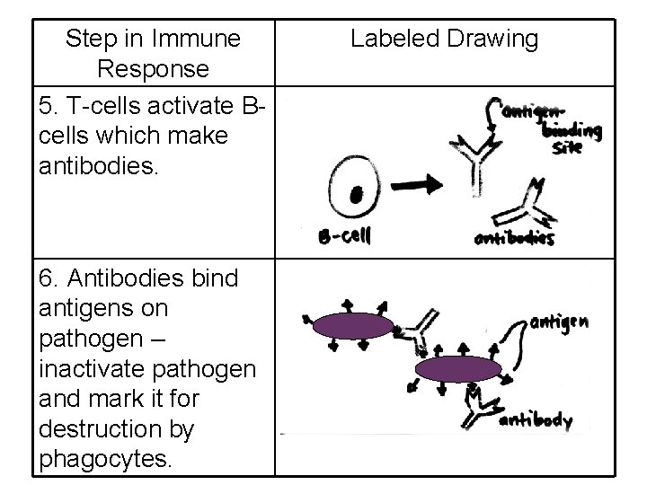 Step in Immune Response 5. T-cells activate Bcells which make antibodies. 6. Antibodies bind