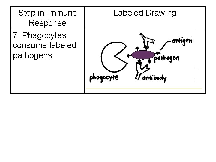 Step in Immune Response 7. Phagocytes consume labeled pathogens. Labeled Drawing 