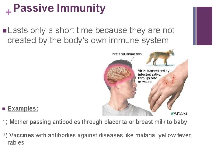 Passive Immunity + n Lasts only a short time because they are not created
