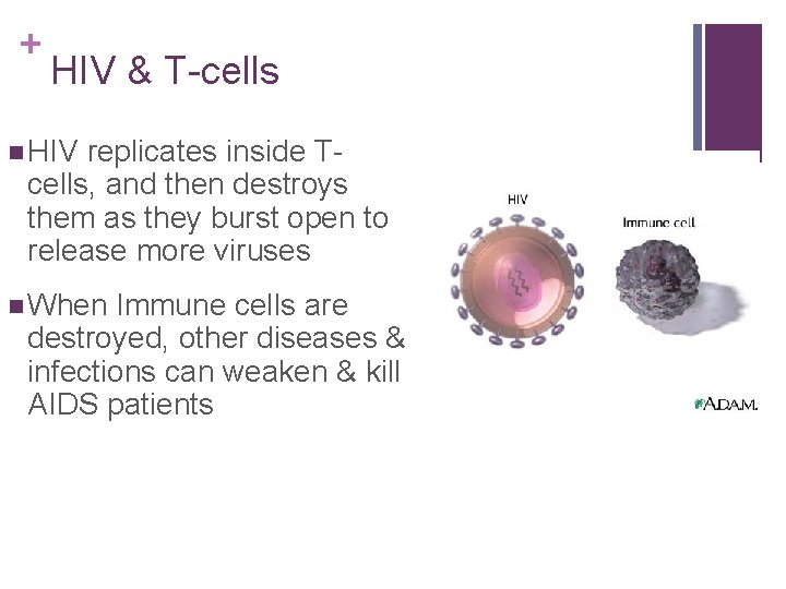 + HIV & T-cells n HIV replicates inside Tcells, and then destroys them as