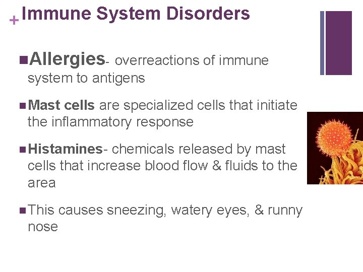 Immune System Disorders + n. Allergies- overreactions of immune system to antigens n Mast