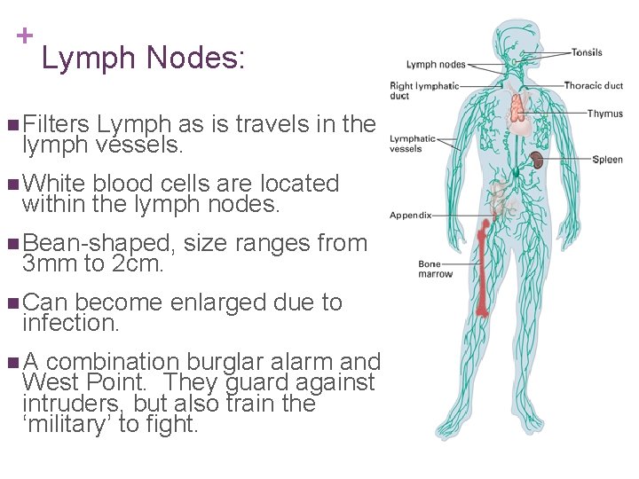 + Lymph Nodes: n Filters Lymph as is travels in the lymph vessels. n