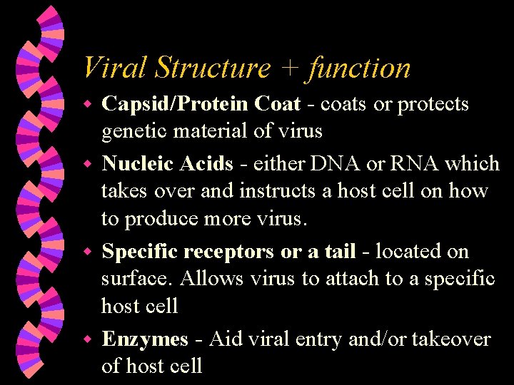 Viral Structure + function Capsid/Protein Coat - coats or protects genetic material of virus Viral Structure + function Capsid/Protein Coat - coats or protects genetic material of virus
