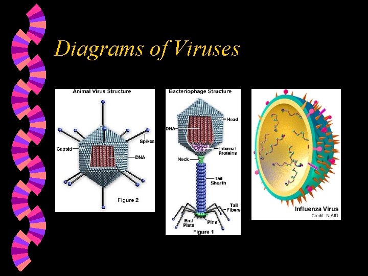Diagrams of Viruses Diagrams of Viruses