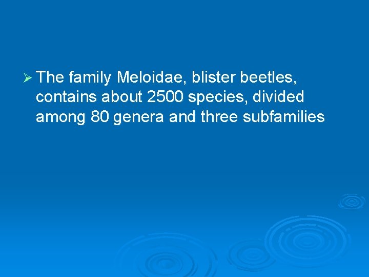 Ø The family Meloidae, blister beetles, contains about 2500 species, divided among 80 genera