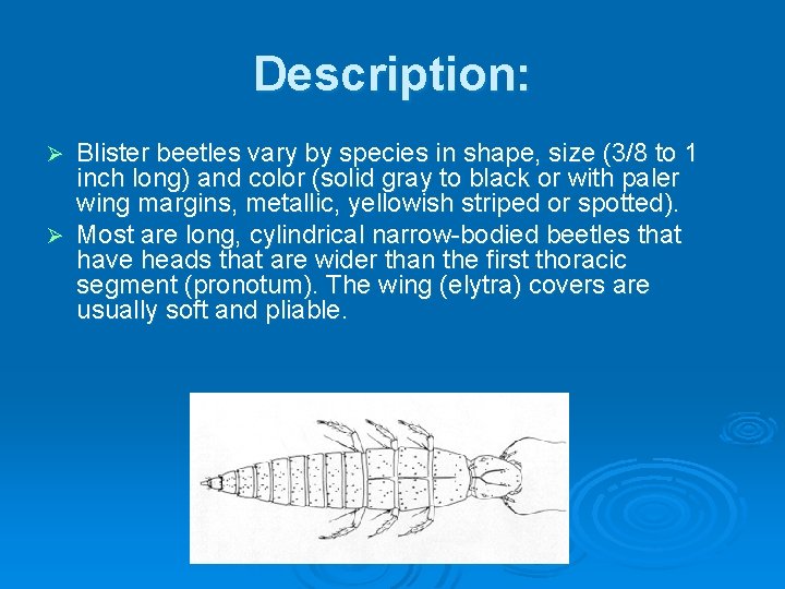 Description: Blister beetles vary by species in shape, size (3/8 to 1 inch long)