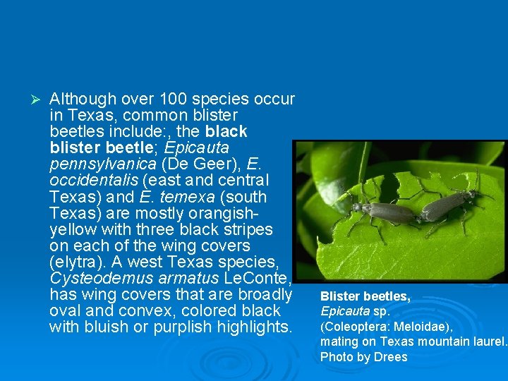 Ø Although over 100 species occur in Texas, common blister beetles include: , the