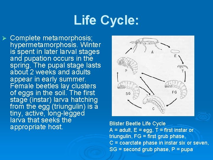 Life Cycle: Ø Complete metamorphosis; hypermetamorphosis. Winter is spent in later larval stages and