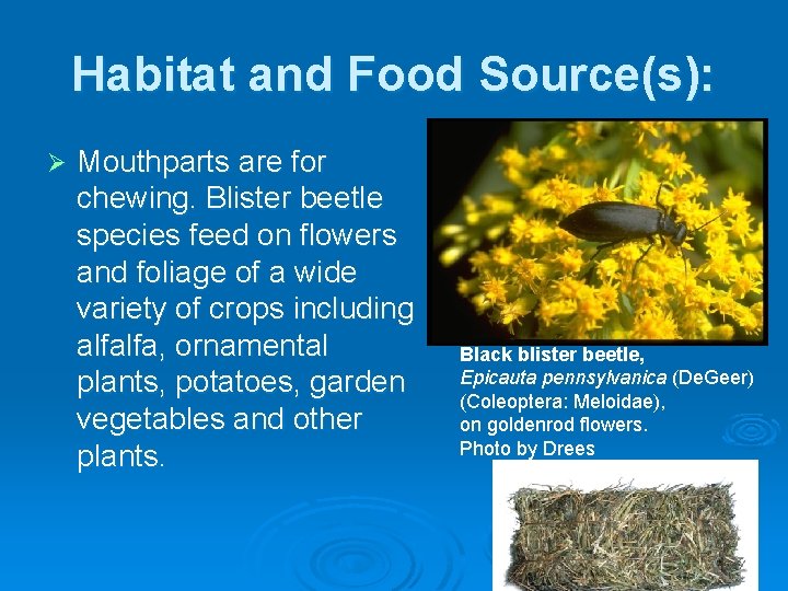 Habitat and Food Source(s): Ø Mouthparts are for chewing. Blister beetle species feed on