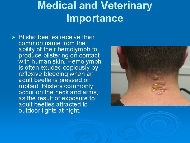 Medical and Veterinary Importance Ø Blister beetles receive their common name from the ability