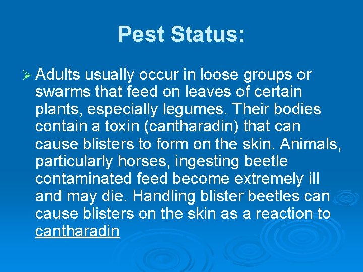 Pest Status: Ø Adults usually occur in loose groups or swarms that feed on