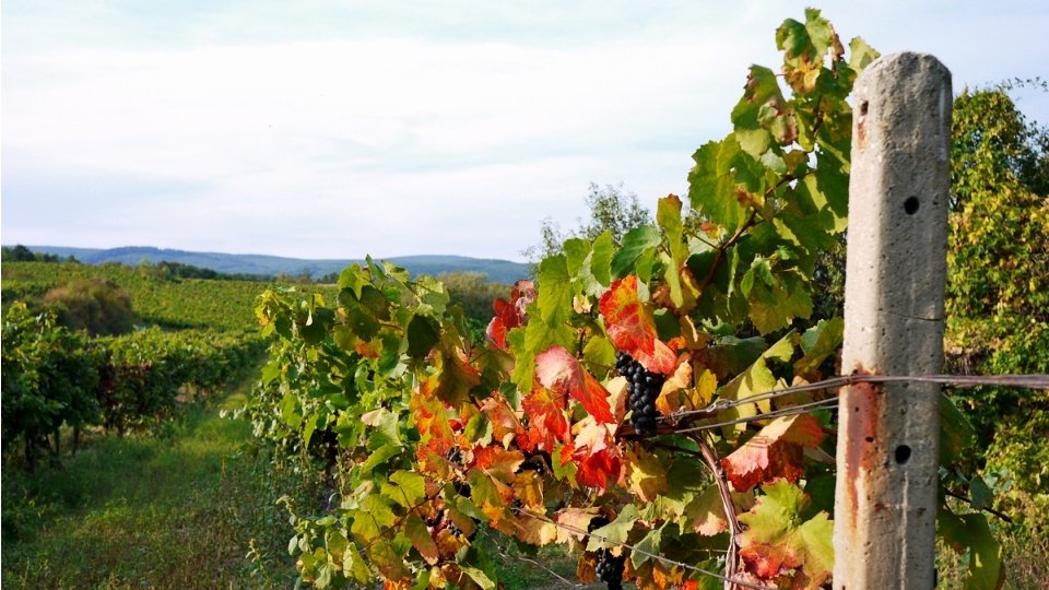 Pezinok, Modra, Svätý Jur • ležia na úpätí Malých Karpát • pestovanie viniča (Malokarpatská