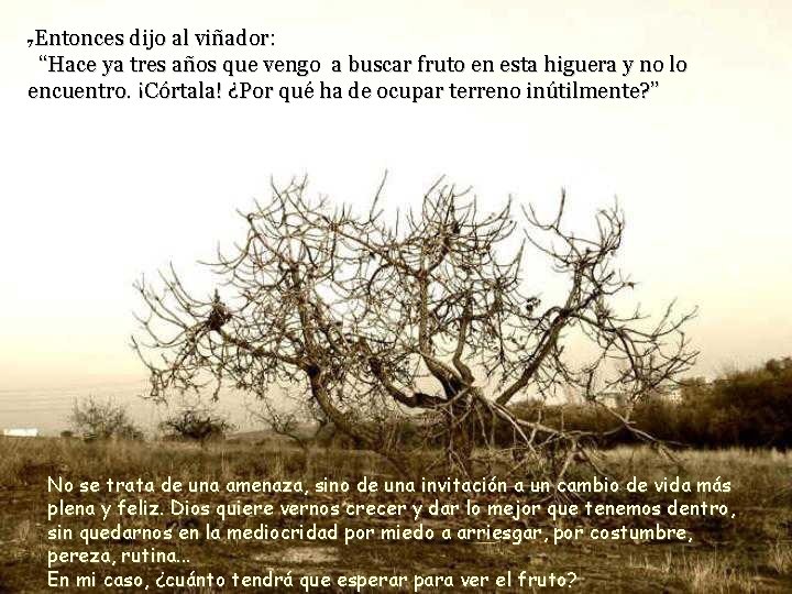 Entonces dijo al viñador: “Hace ya tres años que vengo a buscar fruto en