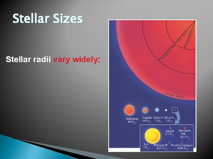 Stellar Sizes Stellar radii vary widely: 