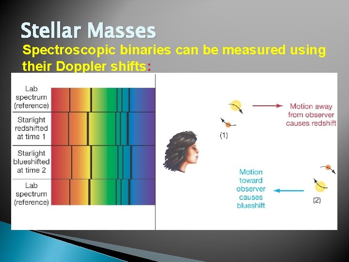 Stellar Masses Spectroscopic binaries can be measured using their Doppler shifts: 
