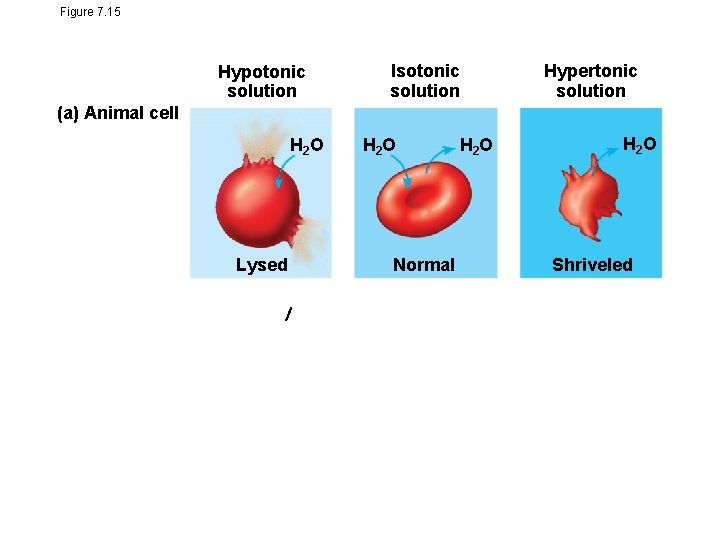 Figure 7. 15 Hypotonic solution Isotonic solution Hypertonic solution (a) Animal cell H 2
