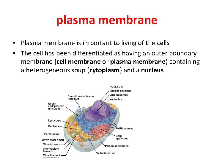 plasma membrane • Plasma membrane is important to living of the cells • The