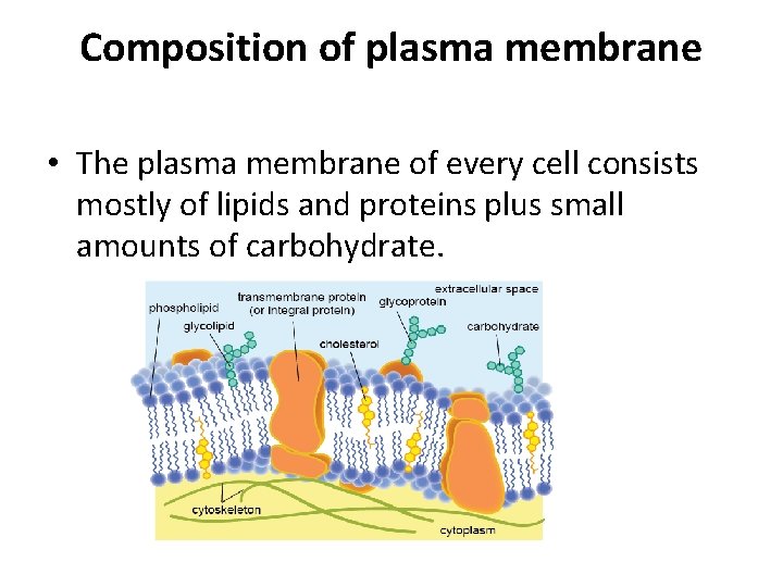 Composition of plasma membrane • The plasma membrane of every cell consists mostly of