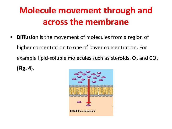 Molecule movement through and across the membrane • Diffusion is the movement of molecules