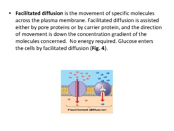  • Facilitated diffusion is the movement of specific molecules across the plasma membrane.