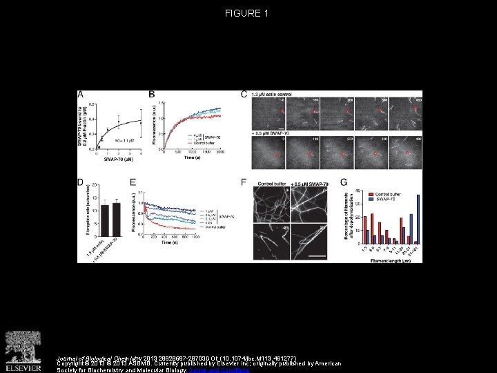 FIGURE 1 Journal of Biological Chemistry 2013 28828687 -28703 DOI: (10. 1074/jbc. M 113.