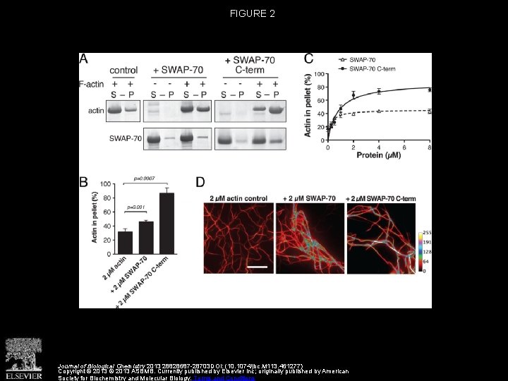 FIGURE 2 Journal of Biological Chemistry 2013 28828687 -28703 DOI: (10. 1074/jbc. M 113.