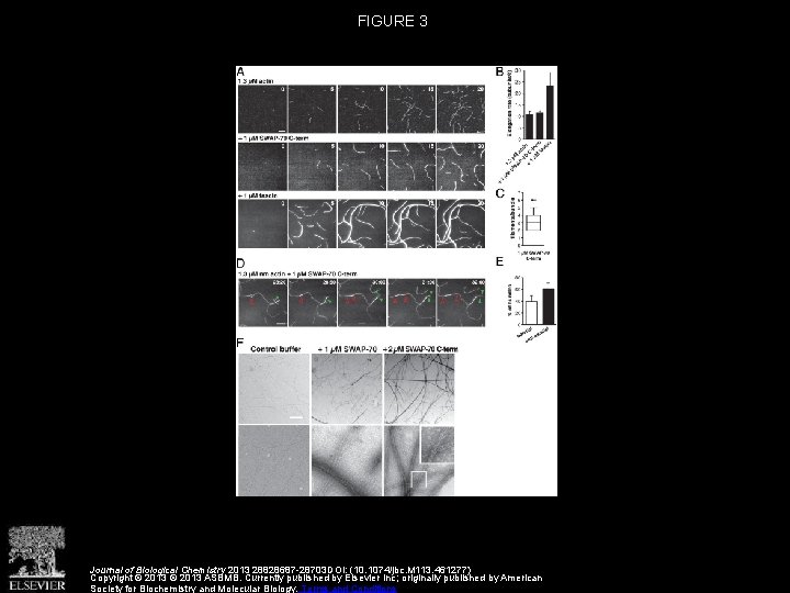 FIGURE 3 Journal of Biological Chemistry 2013 28828687 -28703 DOI: (10. 1074/jbc. M 113.