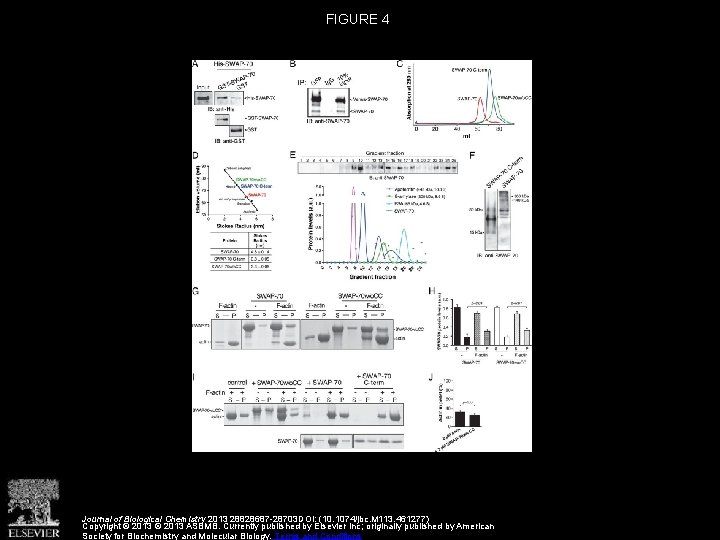 FIGURE 4 Journal of Biological Chemistry 2013 28828687 -28703 DOI: (10. 1074/jbc. M 113.