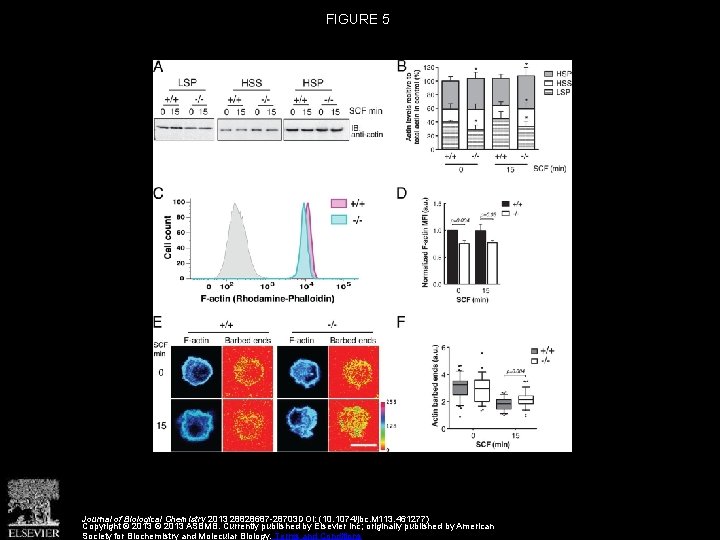 FIGURE 5 Journal of Biological Chemistry 2013 28828687 -28703 DOI: (10. 1074/jbc. M 113.