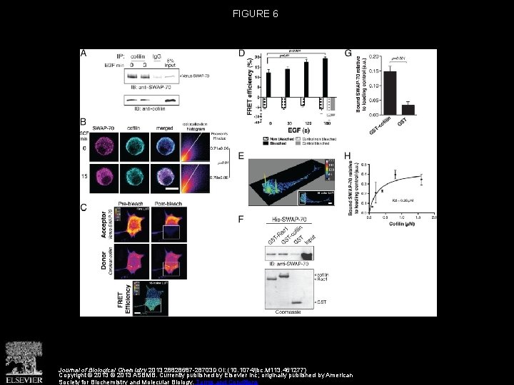 FIGURE 6 Journal of Biological Chemistry 2013 28828687 -28703 DOI: (10. 1074/jbc. M 113.