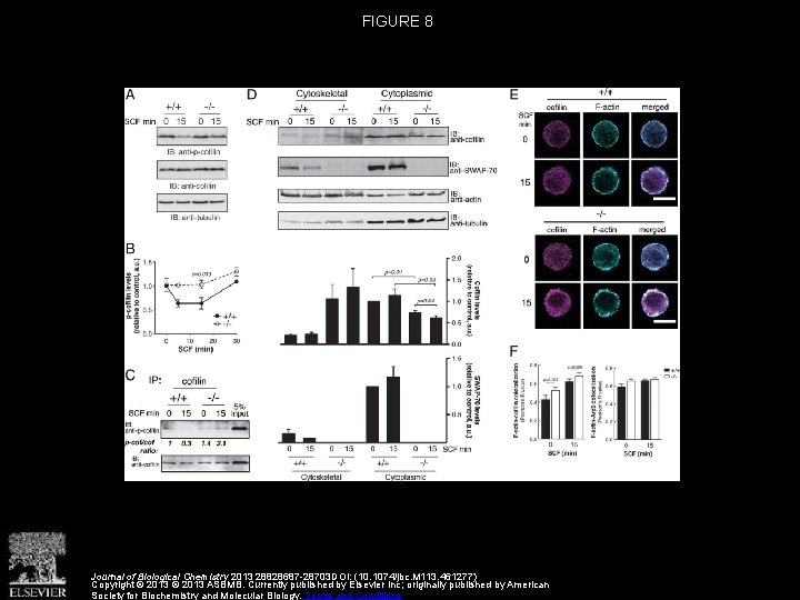 FIGURE 8 Journal of Biological Chemistry 2013 28828687 -28703 DOI: (10. 1074/jbc. M 113.