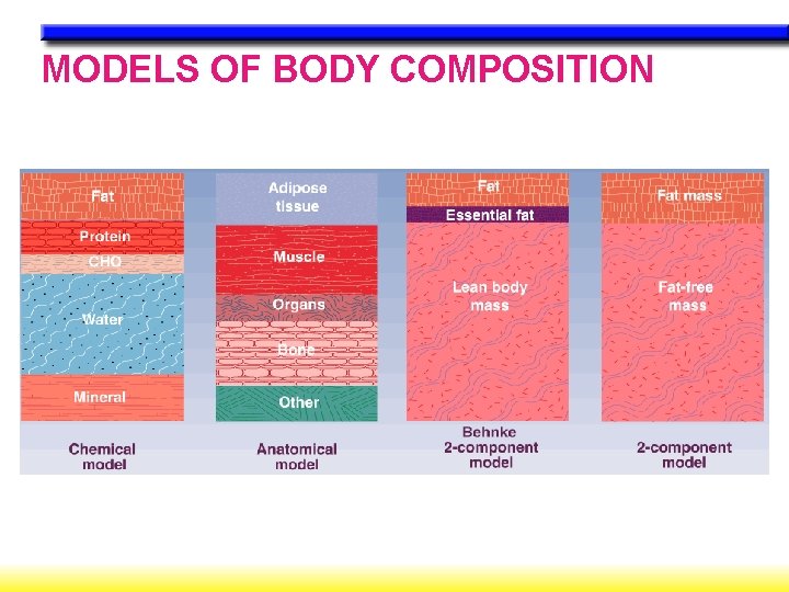 MODELS OF BODY COMPOSITION 
