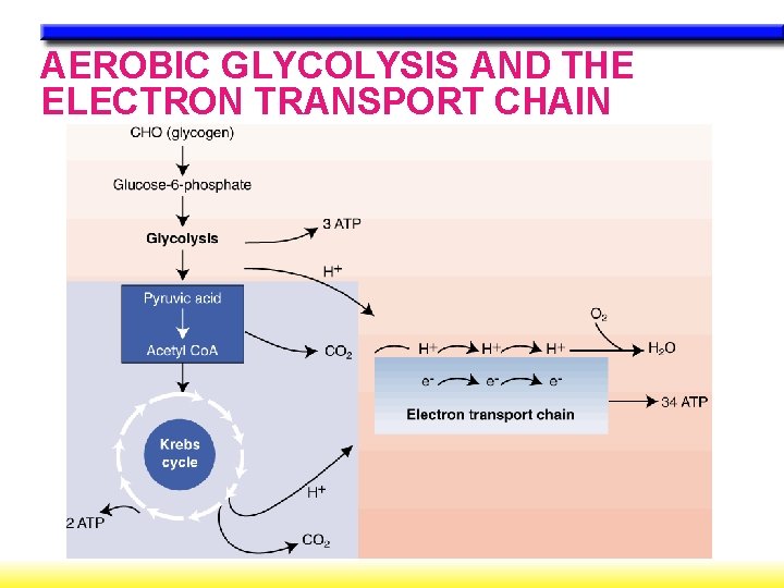AEROBIC GLYCOLYSIS AND THE ELECTRON TRANSPORT CHAIN 