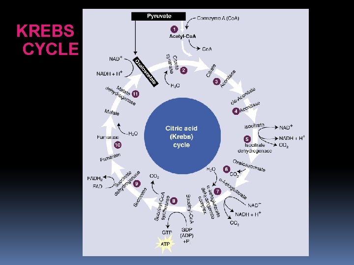 KREBS CYCLE 