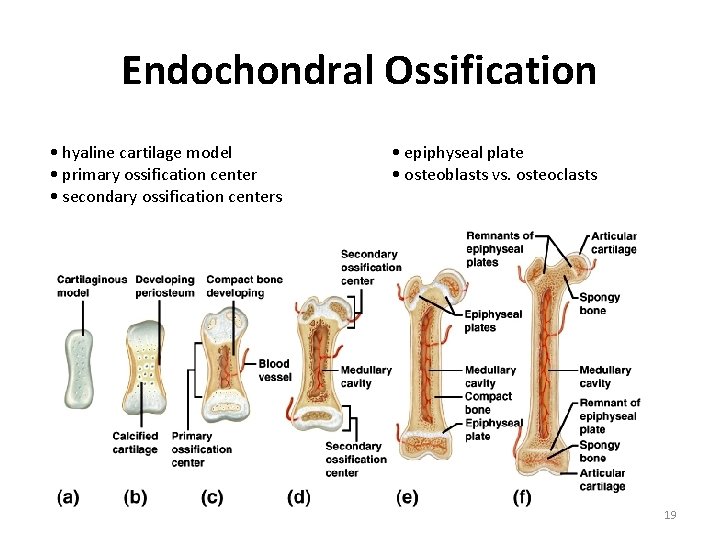 Endochondral Ossification • hyaline cartilage model • primary ossification center • secondary ossification centers