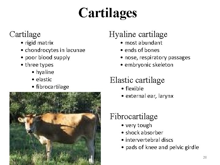 Cartilages Cartilage • rigid matrix • chondrocytes in lacunae • poor blood supply •