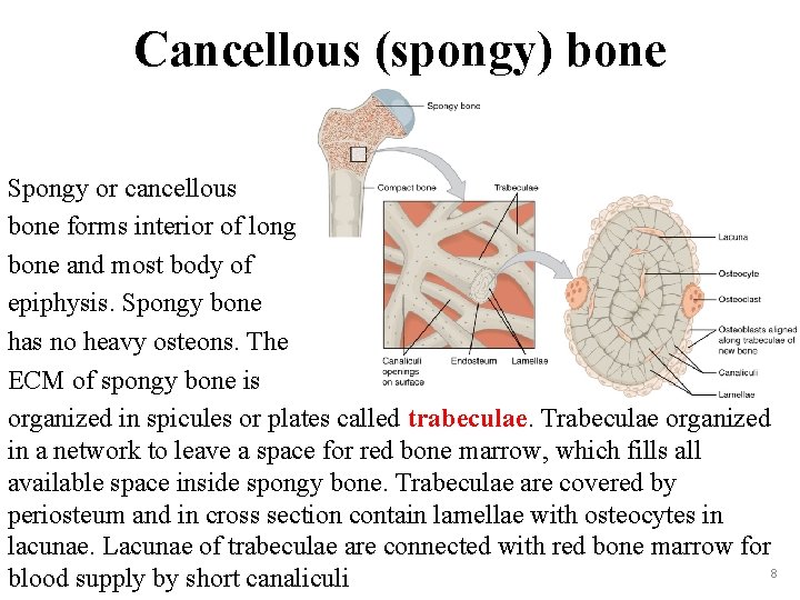 Cancellous (spongy) bone Spongy or cancellous bone forms interior of long bone and most