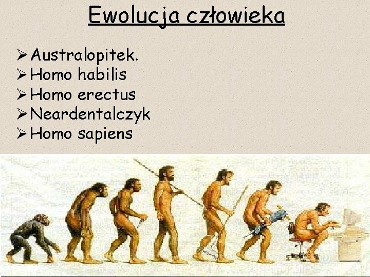 Ewolucja człowieka Ø Australopitek. Ø Homo habilis Ø Homo erectus Ø Neardentalczyk Ø Homo