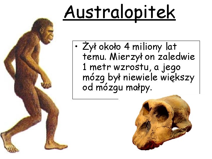 Australopitek • Żył około 4 miliony lat temu. Mierzył on zaledwie 1 metr wzrostu,