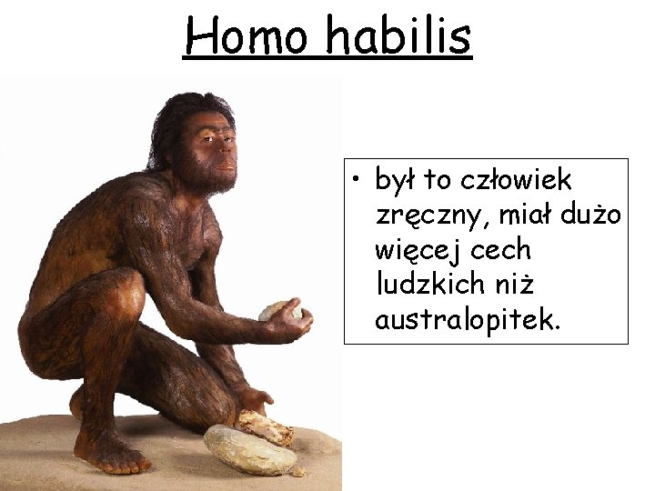 Homo habilis • był to człowiek zręczny, miał dużo więcej cech ludzkich niż australopitek.