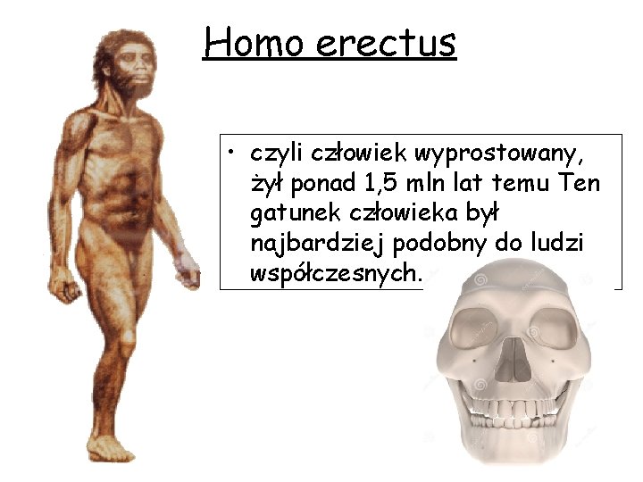 Homo erectus • czyli człowiek wyprostowany, żył ponad 1, 5 mln lat temu Ten