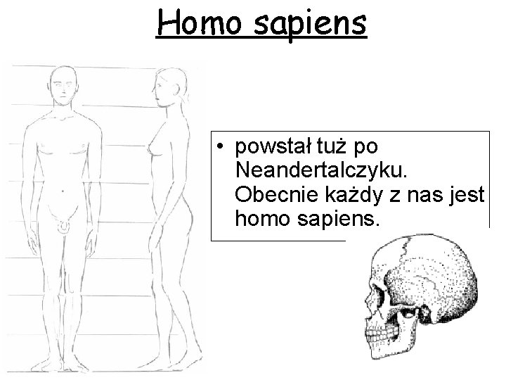 Homo sapiens • powstał tuż po Neandertalczyku. Obecnie każdy z nas jest homo sapiens.