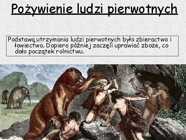 Pożywienie ludzi pierwotnych Podstawą utrzymania ludzi pierwotnych było zbieractwo i łowiectwo. Dopiero później zaczęli