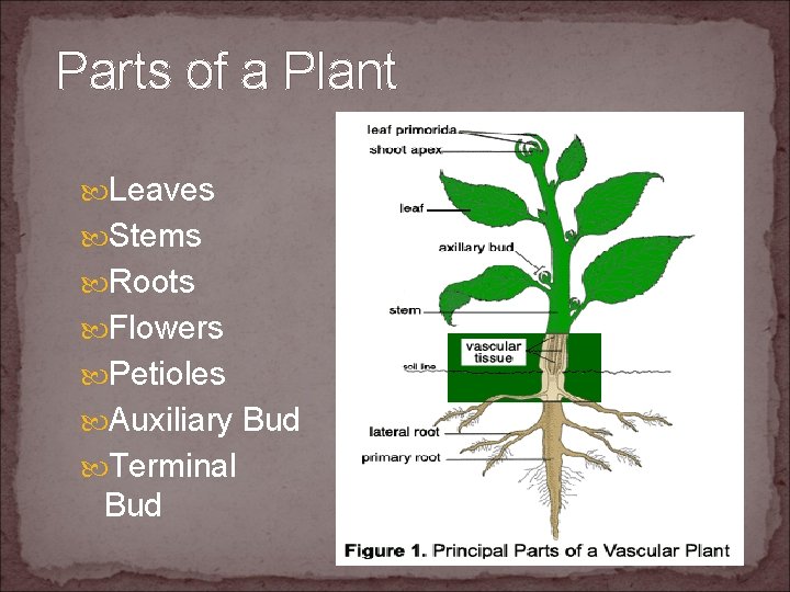 Parts of a Plant Leaves Stems Roots Flowers Petioles Auxiliary Bud Terminal Bud 