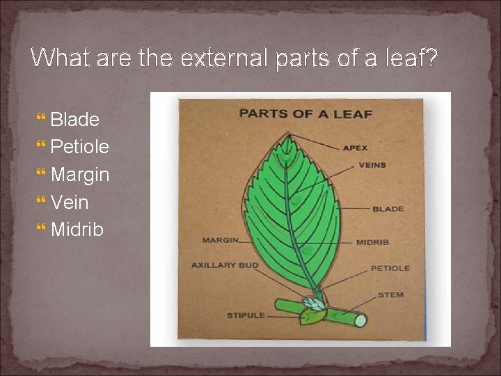 What are the external parts of a leaf? Blade Petiole Margin Vein Midrib 